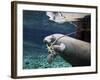 A Manatee Chews on a Dock Rope in Fanning Springs State Park, Florida-Stocktrek Images-Framed Photographic Print