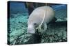 A Manatee Gnawing on the Dock Line at Fanning Springs State Park, Florida-Stocktrek Images-Stretched Canvas