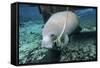 A Manatee Gnawing on the Dock Line at Fanning Springs State Park, Florida-Stocktrek Images-Framed Stretched Canvas