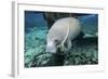 A Manatee Gnawing on the Dock Line at Fanning Springs State Park, Florida-Stocktrek Images-Framed Photographic Print