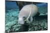 A Manatee Gnawing on the Dock Line at Fanning Springs State Park, Florida-Stocktrek Images-Mounted Photographic Print