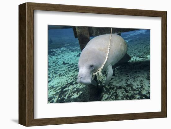 A Manatee Gnawing on the Dock Line at Fanning Springs State Park, Florida-Stocktrek Images-Framed Photographic Print