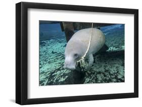 A Manatee Gnawing on the Dock Line at Fanning Springs State Park, Florida-Stocktrek Images-Framed Photographic Print