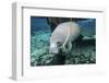 A Manatee Gnawing on the Dock Line at Fanning Springs State Park, Florida-Stocktrek Images-Framed Photographic Print