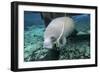 A Manatee Gnawing on the Dock Line at Fanning Springs State Park, Florida-Stocktrek Images-Framed Photographic Print