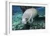 A Manatee Gnawing on the Dock Line at Fanning Springs State Park, Florida-Stocktrek Images-Framed Photographic Print