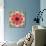 A Mandala from Flower Photographs-Alaya Gadeh-Photographic Print displayed on a wall