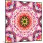 A Mandala from Flowers-Alaya Gadeh-Mounted Photographic Print