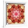 A Mandala Montage from Collected Acre Flowers-Alaya Gadeh-Framed Photographic Print