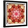 A Mandala Montage from Collected Acre Flowers-Alaya Gadeh-Framed Photographic Print