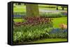 A Manicured Flower Garden of Tulips and Grape Hyacinths-Sheila Haddad-Framed Stretched Canvas