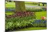 A Manicured Flower Garden of Tulips and Grape Hyacinths-Sheila Haddad-Mounted Photographic Print