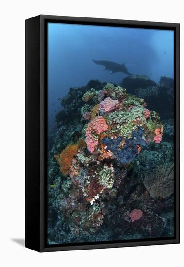 A Manta Ray Swimming Above a Colorful Reef in Indonesia-Stocktrek Images-Framed Stretched Canvas