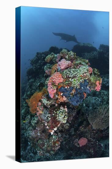 A Manta Ray Swimming Above a Colorful Reef in Indonesia-Stocktrek Images-Stretched Canvas