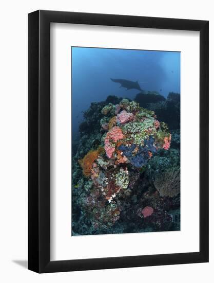 A Manta Ray Swimming Above a Colorful Reef in Indonesia-Stocktrek Images-Framed Photographic Print