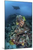 A Manta Ray Swimming Above a Colorful Reef in Indonesia-Stocktrek Images-Mounted Photographic Print