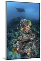 A Manta Ray Swimming Above a Colorful Reef in Indonesia-Stocktrek Images-Mounted Photographic Print
