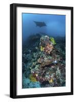 A Manta Ray Swimming Above a Colorful Reef in Indonesia-Stocktrek Images-Framed Photographic Print