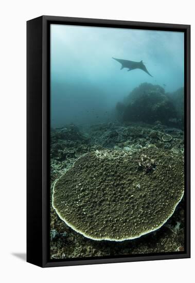 A Manta Ray Swimming Through a Current-Swept Channel in Indonesia-Stocktrek Images-Framed Stretched Canvas