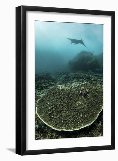 A Manta Ray Swimming Through a Current-Swept Channel in Indonesia-Stocktrek Images-Framed Photographic Print