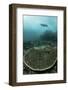 A Manta Ray Swimming Through a Current-Swept Channel in Indonesia-Stocktrek Images-Framed Photographic Print