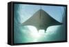 A Manta Ray Swims into the Sun in the Tropical Pacific Ocean-Stocktrek Images-Framed Stretched Canvas