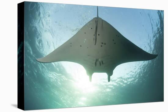 A Manta Ray Swims into the Sun in the Tropical Pacific Ocean-Stocktrek Images-Stretched Canvas