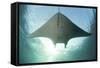 A Manta Ray Swims into the Sun in the Tropical Pacific Ocean-Stocktrek Images-Framed Stretched Canvas