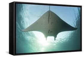 A Manta Ray Swims into the Sun in the Tropical Pacific Ocean-Stocktrek Images-Framed Stretched Canvas