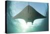 A Manta Ray Swims into the Sun in the Tropical Pacific Ocean-Stocktrek Images-Stretched Canvas