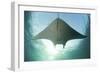 A Manta Ray Swims into the Sun in the Tropical Pacific Ocean-Stocktrek Images-Framed Photographic Print