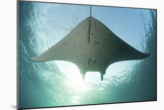 A Manta Ray Swims into the Sun in the Tropical Pacific Ocean-Stocktrek Images-Mounted Photographic Print