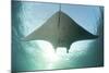 A Manta Ray Swims into the Sun in the Tropical Pacific Ocean-Stocktrek Images-Mounted Photographic Print