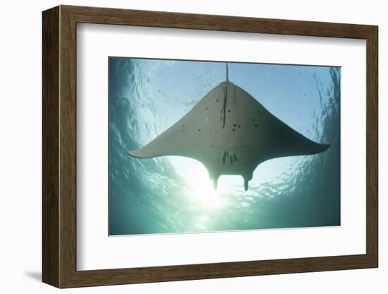 A Manta Ray Swims into the Sun in the Tropical Pacific Ocean-Stocktrek Images-Framed Photographic Print