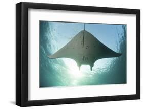 A Manta Ray Swims into the Sun in the Tropical Pacific Ocean-Stocktrek Images-Framed Photographic Print
