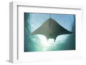 A Manta Ray Swims into the Sun in the Tropical Pacific Ocean-Stocktrek Images-Framed Photographic Print