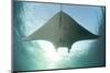 A Manta Ray Swims into the Sun in the Tropical Pacific Ocean-Stocktrek Images-Mounted Photographic Print