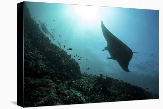 A Manta Ray Swims Through a Current-Swept Channel in Indonesia-Stocktrek Images-Stretched Canvas