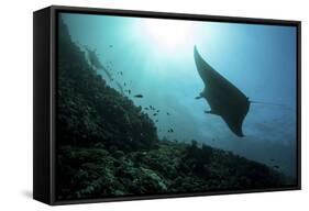 A Manta Ray Swims Through a Current-Swept Channel in Indonesia-Stocktrek Images-Framed Stretched Canvas