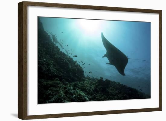 A Manta Ray Swims Through a Current-Swept Channel in Indonesia-Stocktrek Images-Framed Photographic Print