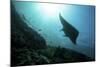 A Manta Ray Swims Through a Current-Swept Channel in Indonesia-Stocktrek Images-Mounted Photographic Print