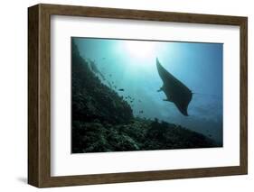 A Manta Ray Swims Through a Current-Swept Channel in Indonesia-Stocktrek Images-Framed Photographic Print