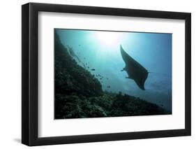 A Manta Ray Swims Through a Current-Swept Channel in Indonesia-Stocktrek Images-Framed Photographic Print