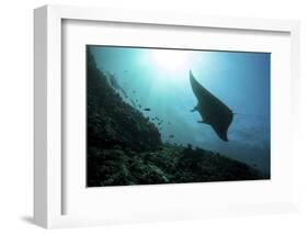 A Manta Ray Swims Through a Current-Swept Channel in Indonesia-Stocktrek Images-Framed Photographic Print