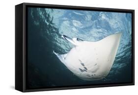 A Manta Ray Swims Through Shallow Water in the Tropical Pacific Ocean-Stocktrek Images-Framed Stretched Canvas