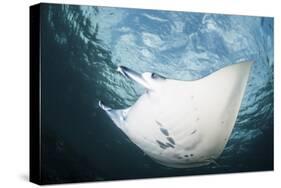 A Manta Ray Swims Through Shallow Water in the Tropical Pacific Ocean-Stocktrek Images-Stretched Canvas