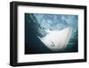 A Manta Ray Swims Through Shallow Water in the Tropical Pacific Ocean-Stocktrek Images-Framed Photographic Print