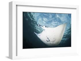 A Manta Ray Swims Through Shallow Water in the Tropical Pacific Ocean-Stocktrek Images-Framed Photographic Print