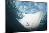 A Manta Ray Swims Through Shallow Water in the Tropical Pacific Ocean-Stocktrek Images-Mounted Photographic Print