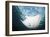 A Manta Ray Swims Through Shallow Water in the Tropical Pacific Ocean-Stocktrek Images-Framed Photographic Print